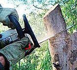 Best Stump Grinding and Removal  in Leisure Village East, NJ