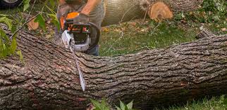 Best Emergency Tree Removal  in Leisure Village East, NJ