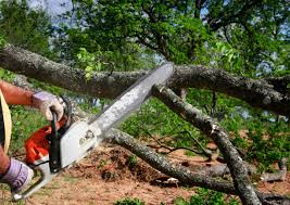 Best Tree Preservation Services  in Leisure Village East, NJ