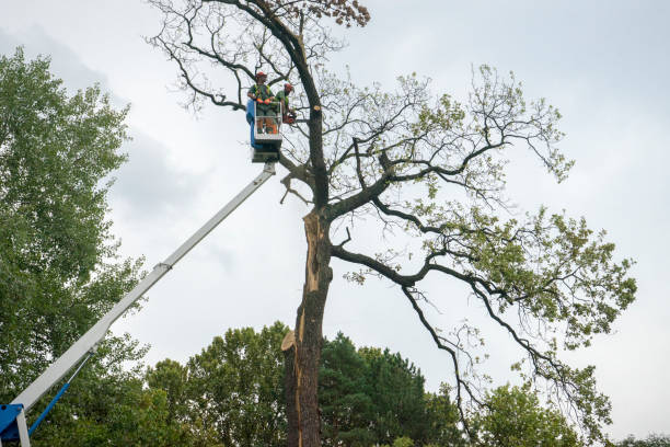Best Commercial Tree Services  in Leisure Village East, NJ