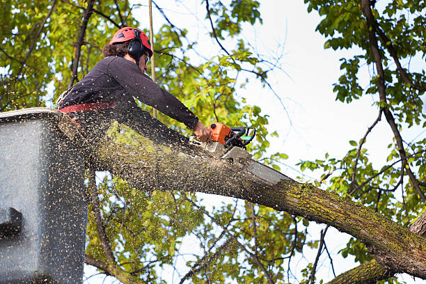 Best Tree Mulching  in Leisure Village East, NJ