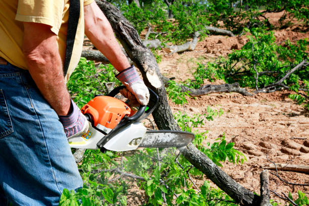 How Our Tree Care Process Works  in  Leisure Village East, NJ