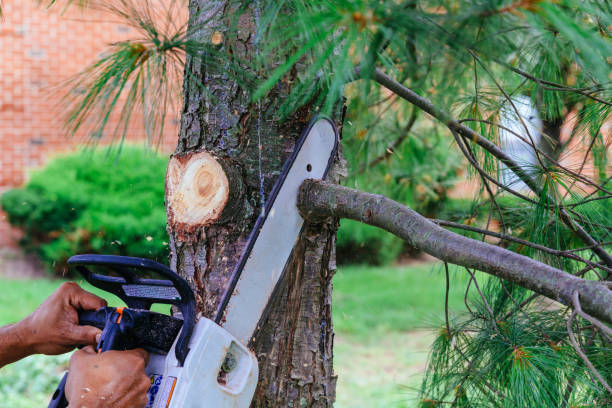 Best Hazardous Tree Removal  in Leisure Village East, NJ